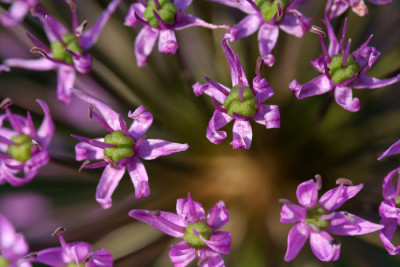 Allium-Experiment-3.jpg