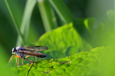 Fliegenschonheit-1-c.jpg