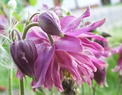 000_2617_clematisblutige_rosa_Akelei.jpg