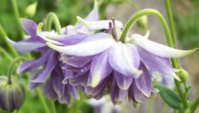 000_2621_clematisblutige_blaue_Akelei.jpg