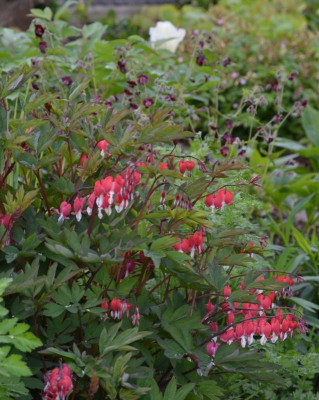 Dicentra_spectabilis-Valtenine.21-1.jpg