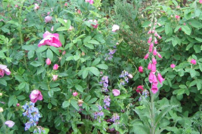 Rosenbeet_20080518_02.jpg