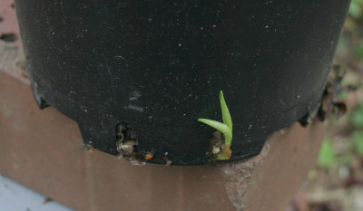 IMG_3875_eLilium_species_CY-L21-spec9.JPG