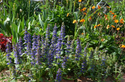 Ajuga_genevensis.22-2.jpg