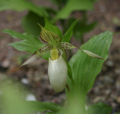 IMG_3856_eCypripedium_fascio_farreri.JPG