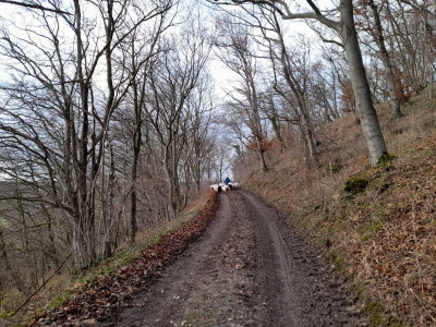 zugvomgrubenaufscharfenberg48tiere.jpg