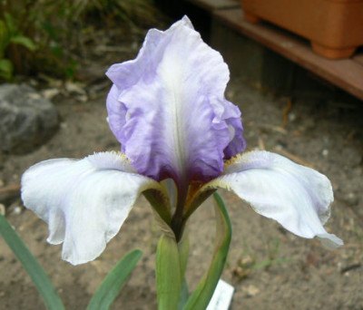 Silberblau_08_05_18.jpg