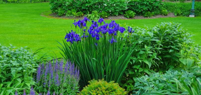 Iris Prussian Blue.jpg