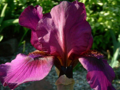 Vamp_DSCN2417.jpg