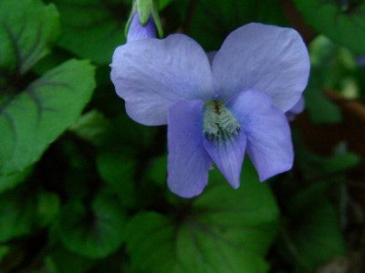 Viola_Balsam_Mountain_bestes_DSCN2486.jpg