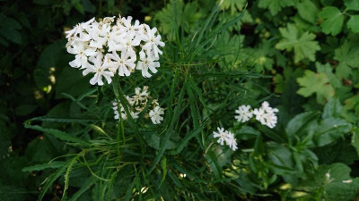 Lychnis cal.  Alba.JPG