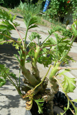 Pel_carnosum.jpg