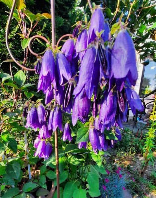 campanula x punctato sarastro im Juni.jpg