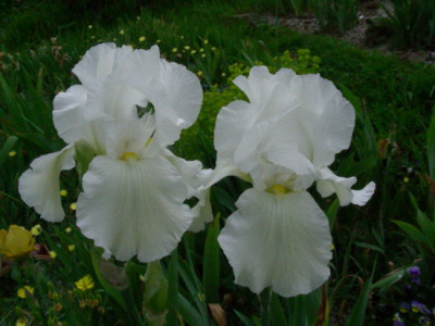 Frau_Himmelmanns_weie__DSCN2579.jpg