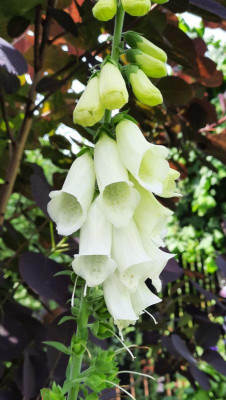 Digitalis weiss.jpg