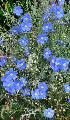 linum perrenum im juli.jpg