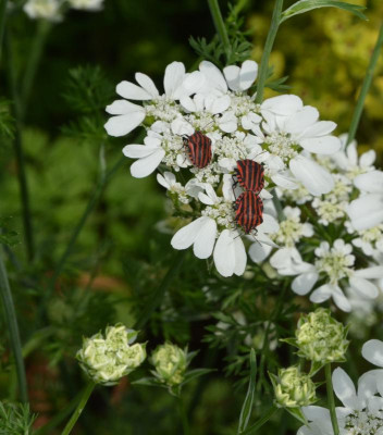 Orlaya_grandiflora.21-2.jpg