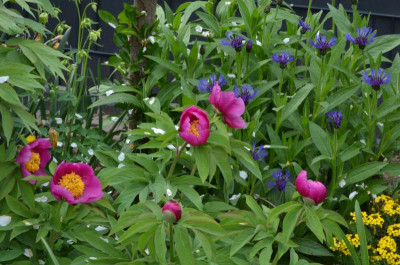 Paeonia_mollis.22-1.jpg