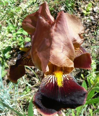 Iris_Schokolade.jpg