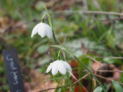 'Godfrey Owen' III P1170004.JPG