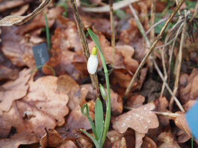 'Sutton Courtenay' P1170006.JPG