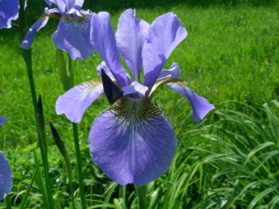 Iris_sibirica_My_Love_DSCN2454.jpg