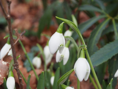 'Lady Beatrix Stanley' P1170008.JPG