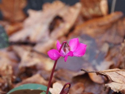 Cyclamen coum pink im Kübel P1170010.JPG