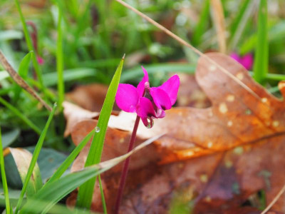 Cyclamen coum pink P1170011.JPG