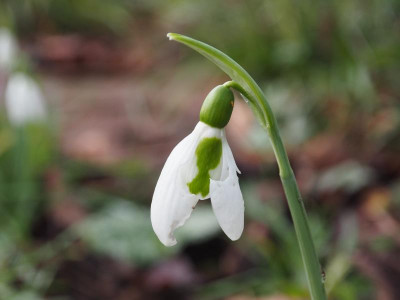 Galanthus elwesii Fett P1170012.JPG