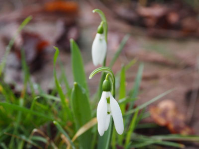 Galanthus elwesii Dehner P1170013.JPG