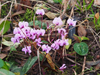 Cyclamen coum rosa P1170014.JPG
