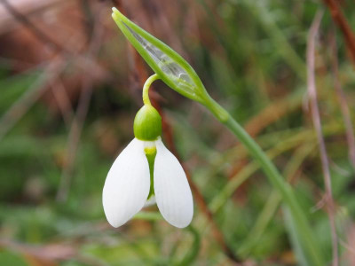 Galanthus elwesii Dehner P1170016.JPG