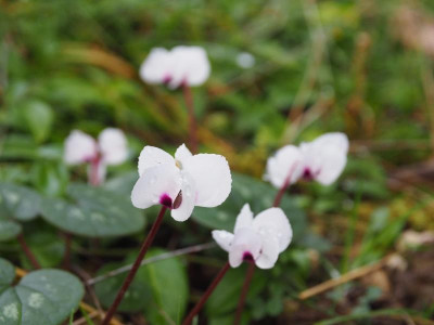 Cyclamen coum weiß P1170017.JPG