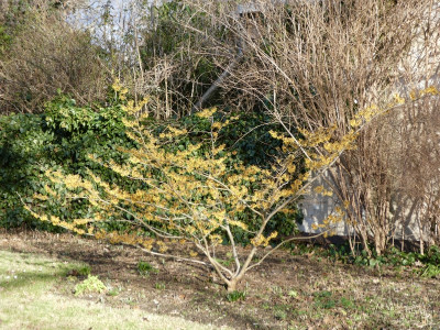 orangebeauty.jpg