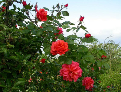 Westerland_18.5.08.jpg