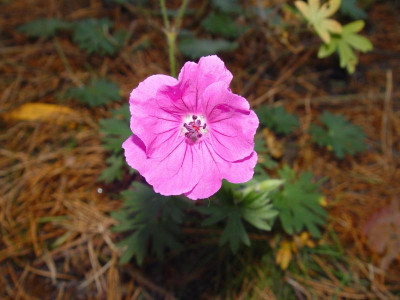 DSC00024.JPG