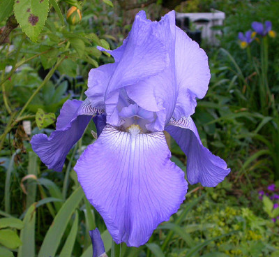 Iris_Harbour_Blue_18.5.08.jpg