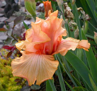 Iris_Oktoberfest_18.5.08.jpg