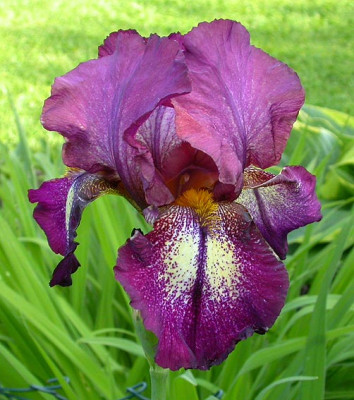 Iris_Attention_Please_18.5.08.jpg