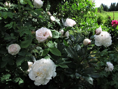 blanchefleurpaeonie.JPG