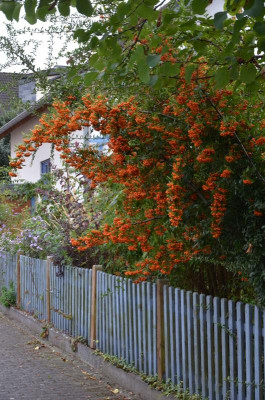 Pyracantha-OrangeCharmer.16-1.jpg