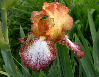 Iris_Unbekannt_orange-braune_Plicata_18.5.08.jpg