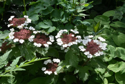 Viburnum_sargentii-Onondaga.22-1.jpg