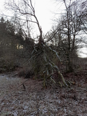 Baum23a.jpg