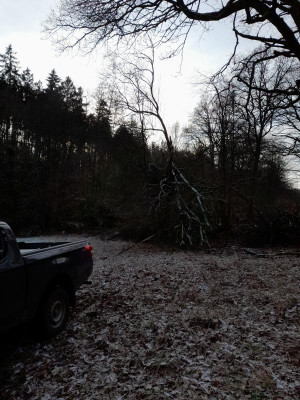 Baum23b.jpg