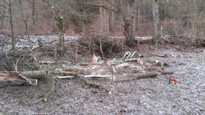 baum23D.jpeg