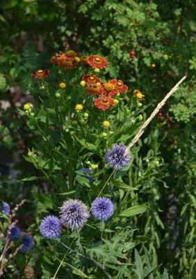 Helenium-Goldkante.18-1.jpg