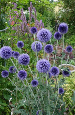 Echinops-Veitch’s Blue.14-1.jpg