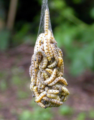 Gespinst_Pendel_2_18.5.08.jpg